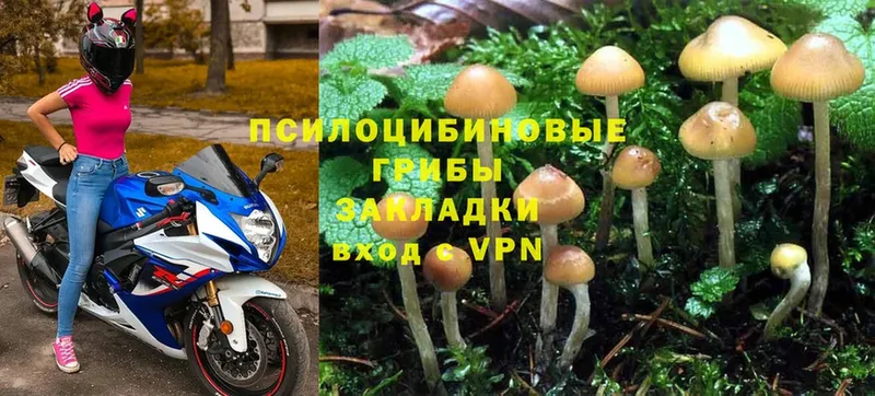 где можно купить наркотик  Минеральные Воды  Галлюциногенные грибы Cubensis 